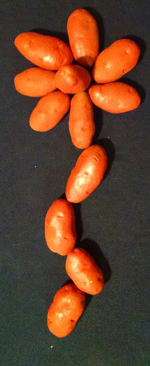 One Dozen Red Potatoes